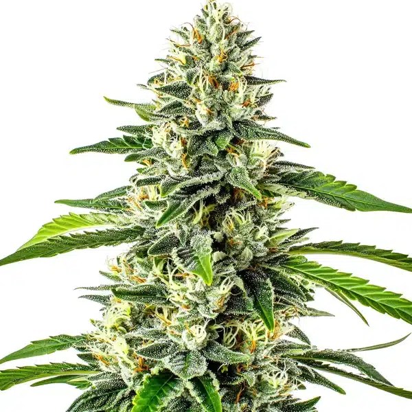 Critical x No Name Auto cannabis seeds from Blimburn Seeds