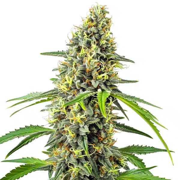 Deimos Auto cannabis seeds from Blimburn Seeds