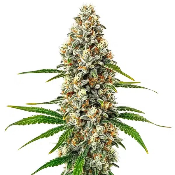 Fro-Yo Auto cannabis seeds from Blimburn Seeds