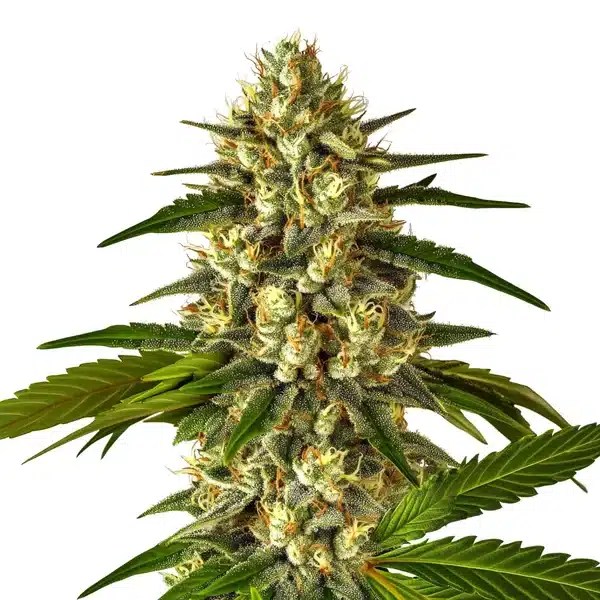 Fruit Auto cannabis seeds from Blimburn Seeds