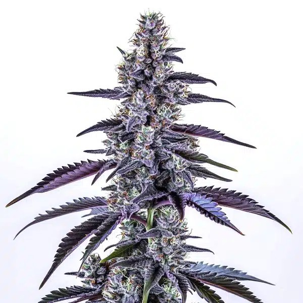 Grape Ape Autoflower cannabis seeds from Blimburn Seeds