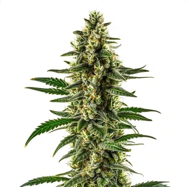 Matanuska Tundra Regular cannabis seeds from Blimburn Seeds