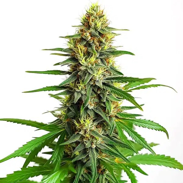 Mazar Regular cannabis seeds from Blimburn Seeds