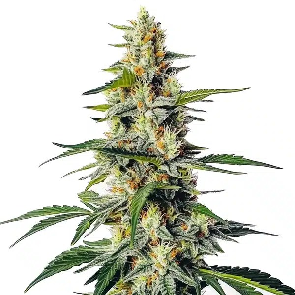 Moby Regular cannabis seeds from Blimburn Seeds