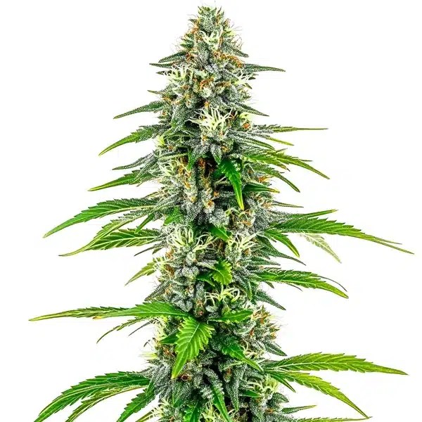 NYC Diesel Regular cannabis seeds from Blimburn Seeds