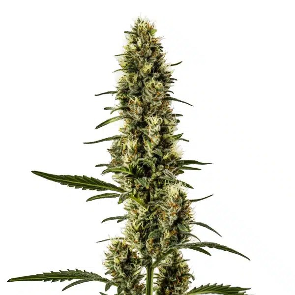 Skunk Regular cannabis seeds from Blimburn Seeds