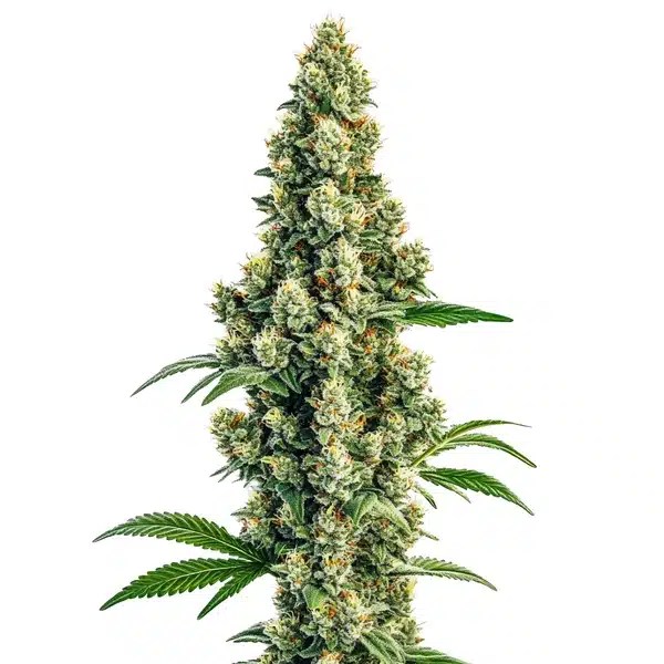 Sour Diesel Regular cannabis seeds from Blimburn Seeds