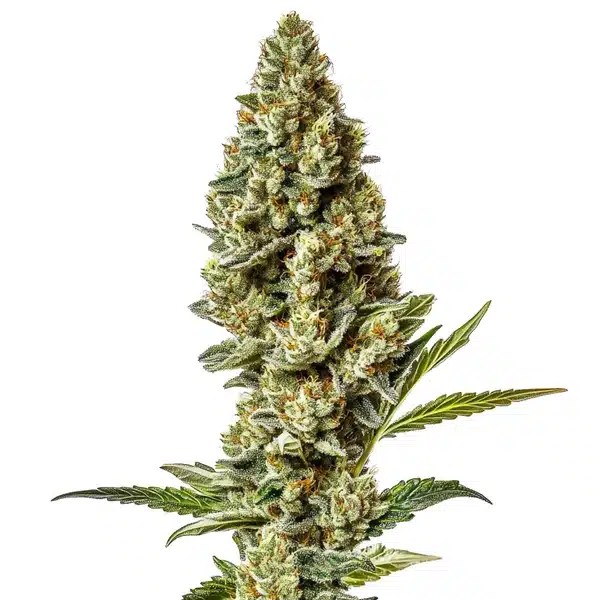 Stardawg Regular cannabis seeds from Blimburn Seeds