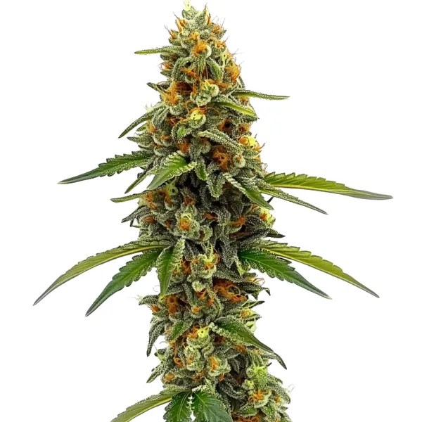 ACDC (1:18) cannabis seeds from Blimburn Seeds