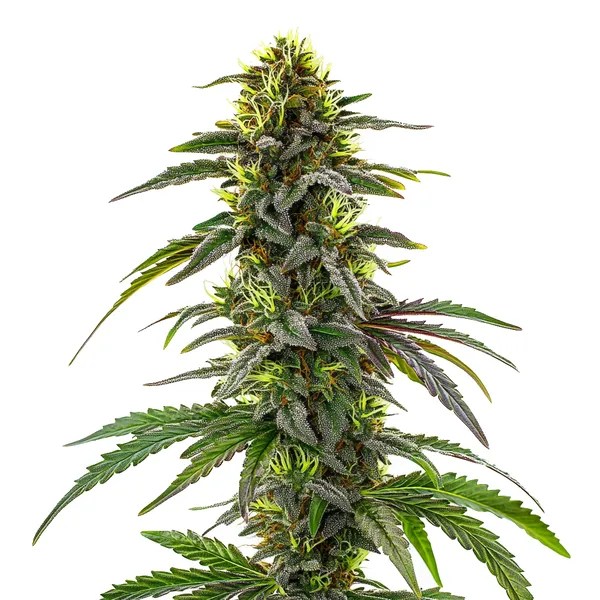 CBD Cafe Racer cannabis seeds from Blimburn Seeds