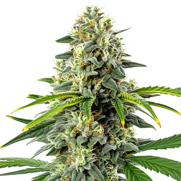 Haze Autoflower cannabis seeds from Blimburn Seeds