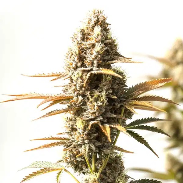 Magnum Autoflower cannabis seeds from Blimburn Seeds