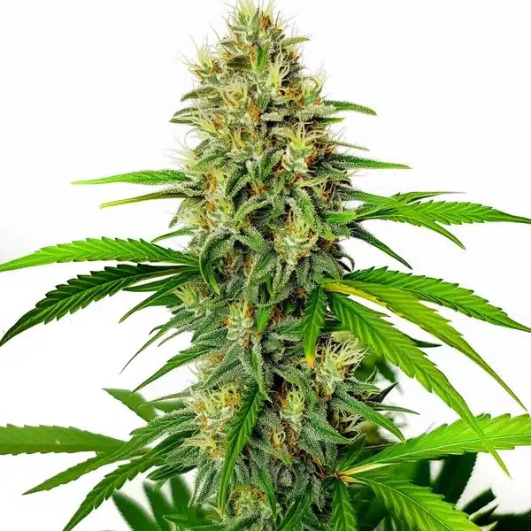 Maxigom Auto cannabis seeds from Blimburn Seeds