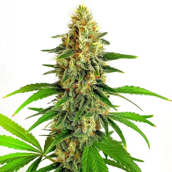 Mazar Auto cannabis seeds from Blimburn Seeds