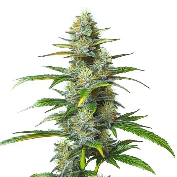 Moby Dick Autoflower cannabis seeds from Blimburn Seeds