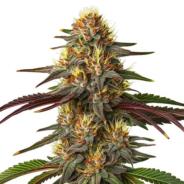 Red Kush Auto cannabis seeds from Blimburn Seeds