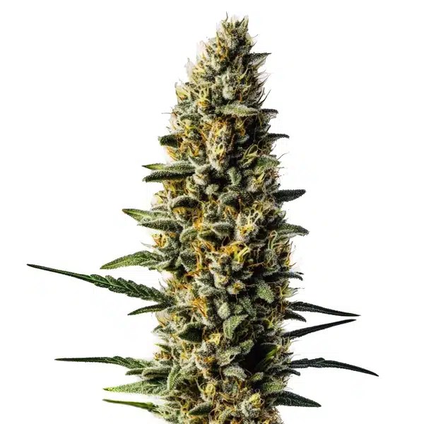 Skunk #1 Autoflower cannabis seeds from Blimburn Seeds