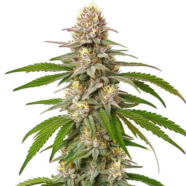 Pineapple Express cannabis seeds from Blimburn Seeds