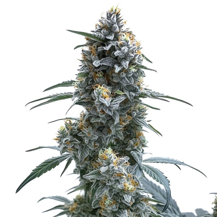 Trainwreck Autoflower cannabis seeds from Blimburn Seeds