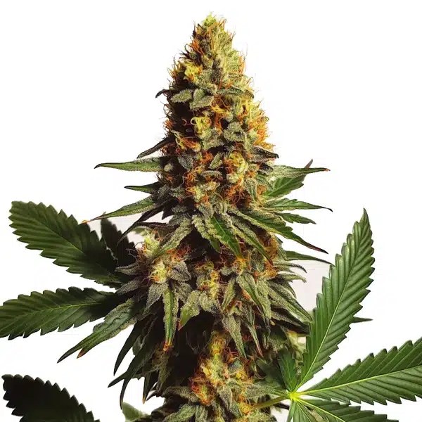 Ak x Somango Auto cannabis seeds from Blimburn Seeds