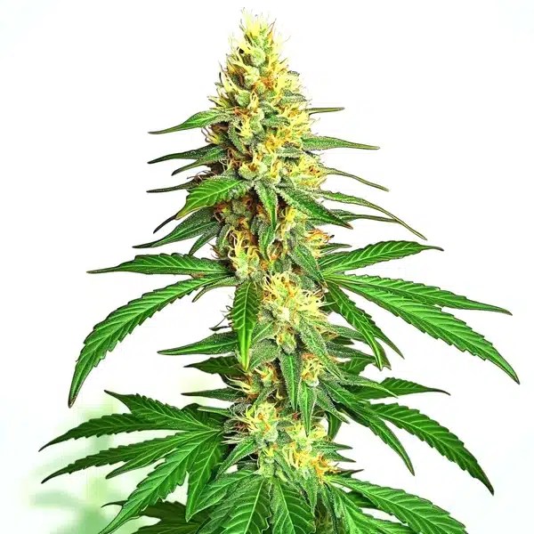 Ak59 Auto cannabis seeds from Blimburn Seeds