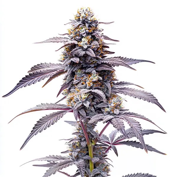 Animal Mints cannabis seeds from Blimburn Seeds