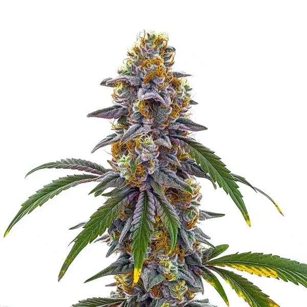 Candyland cannabis seeds from Blimburn Seeds