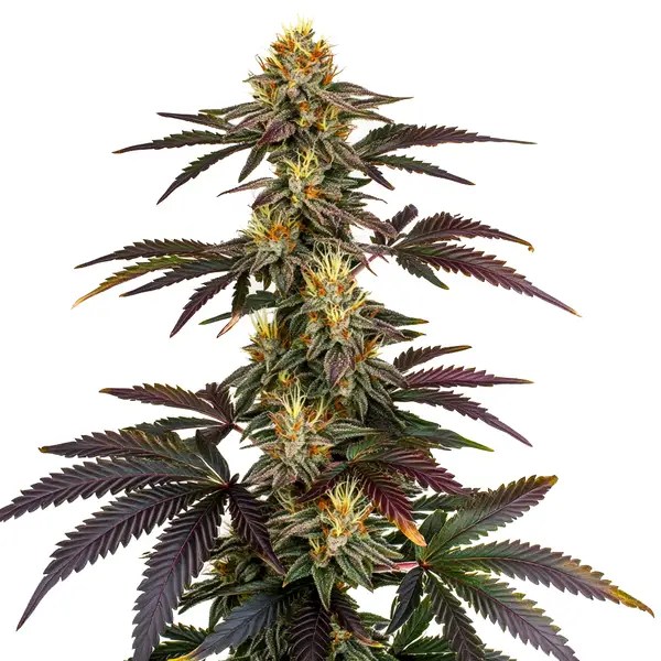 Lava Cake cannabis seeds from Blimburn Seeds