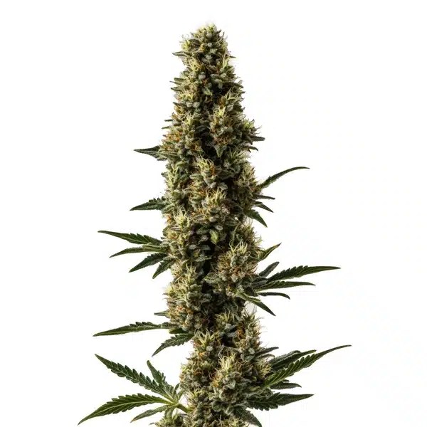 Somango x Sweet Auto cannabis seeds from Blimburn Seeds