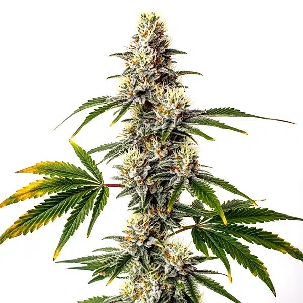Strawberry Haze cannabis seeds from Blimburn Seeds