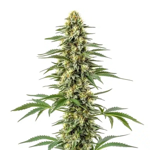 Amnesia Kush cannabis seeds from Blimburn Seeds
