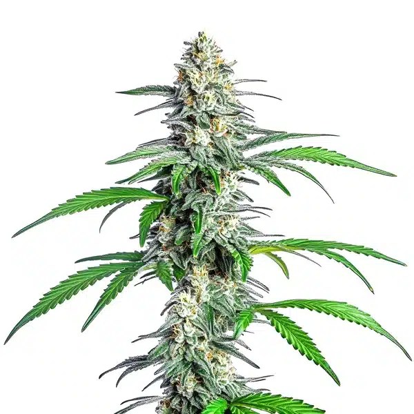 Bubblegum Cookies cannabis seeds from Blimburn Seeds
