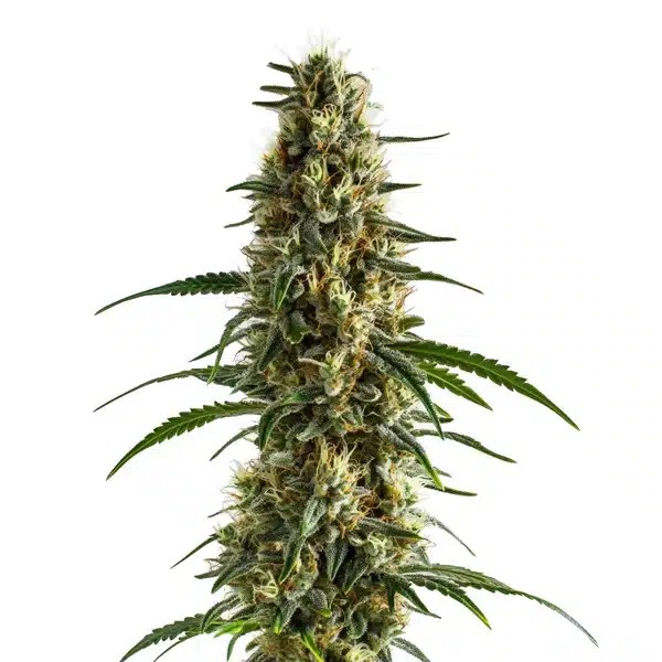 Clementine cannabis seeds from Blimburn Seeds
