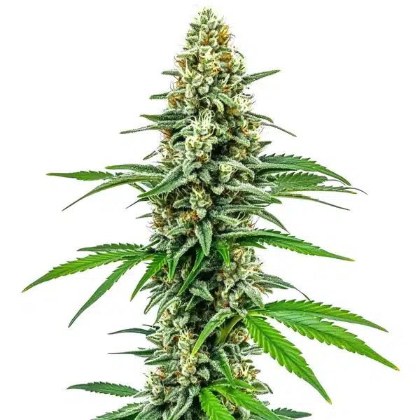 Cookies and Cream cannabis seeds from Blimburn Seeds