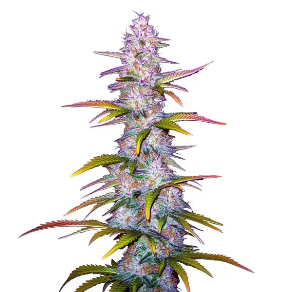 Jack Horror cannabis seeds from Blimburn Seeds