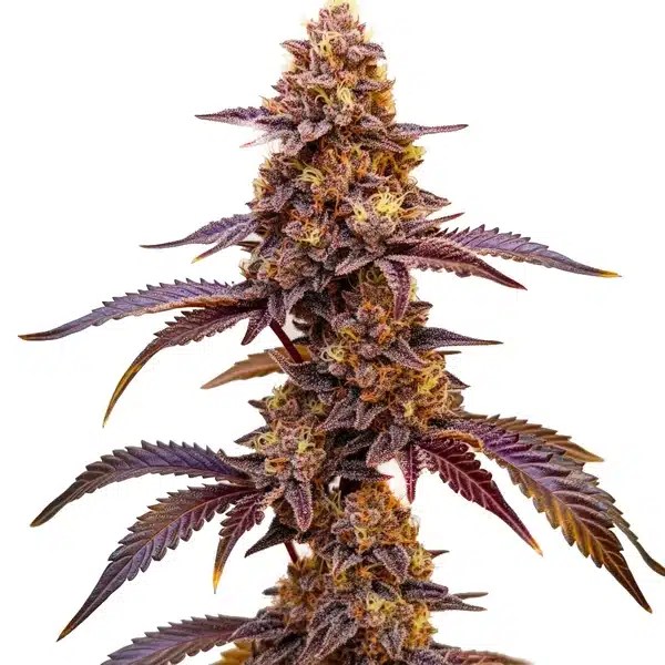Red Skunk Kush cannabis seeds from Blimburn Seeds