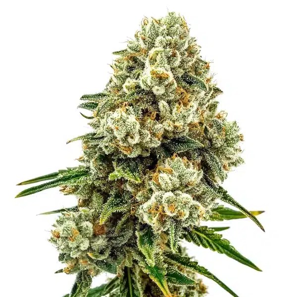 Acid Diesel cannabis seeds from Blimburn Seeds