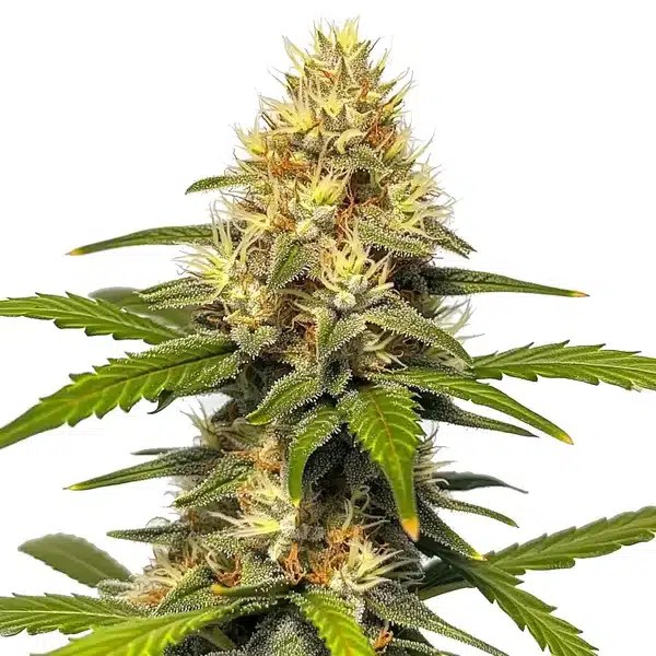 Banana Split cannabis seeds from Blimburn Seeds