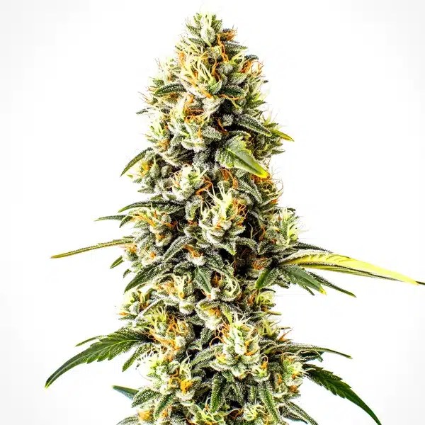 Cheese Cookies cannabis seeds from Blimburn Seeds