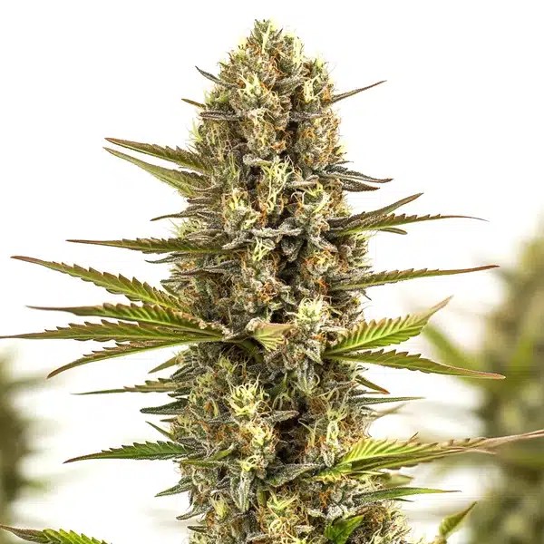 Moby Plant cannabis seeds from Blimburn Seeds