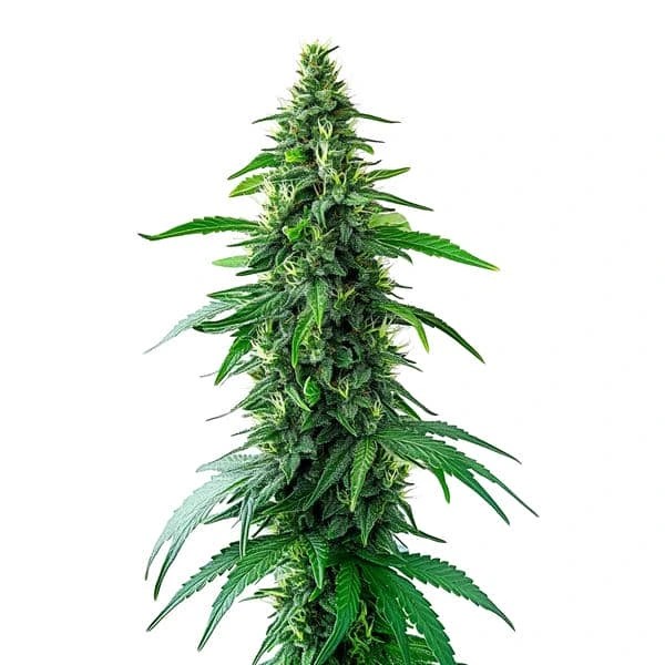 Charlottes Web cannabis seeds from Blimburn Seeds