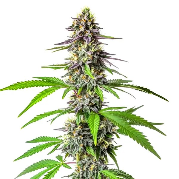 Cherry Alien Auto cannabis seeds from Blimburn Seeds