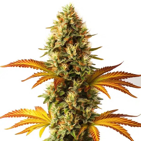 Alien Technology Fast Version cannabis seeds from Blimburn Seeds