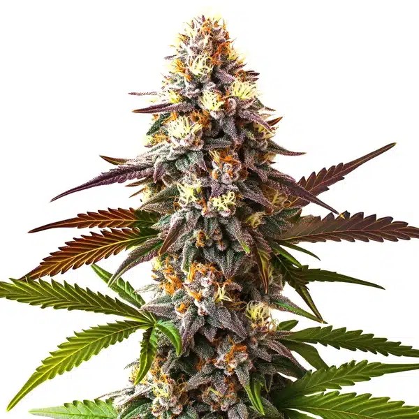 Cake Bomb Fast Version cannabis seeds from Blimburn Seeds