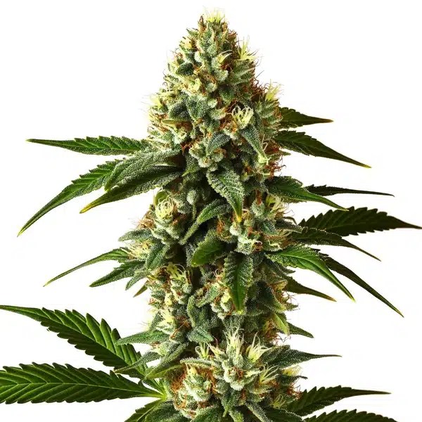 Carmen 2.0 Fast Version cannabis seeds from Blimburn Seeds