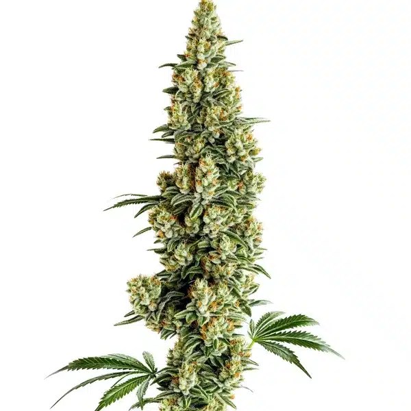Chocolopez Fast Version cannabis seeds from Blimburn Seeds