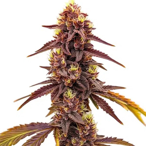Dark Star Fast Version cannabis seeds from Blimburn Seeds
