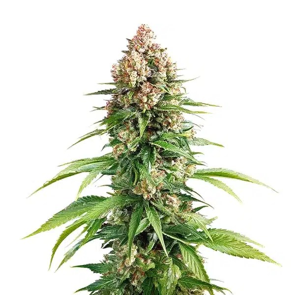Grape Killer Fast Version cannabis seeds from Blimburn Seeds