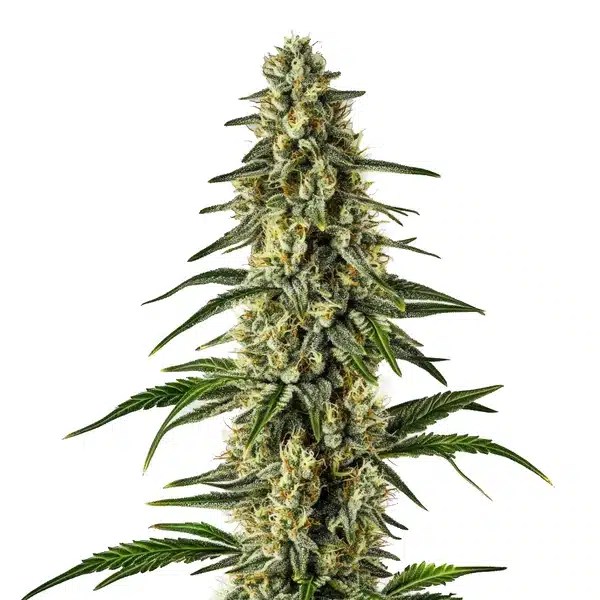 Matanuska Tundra Fast Version cannabis seeds from Blimburn Seeds