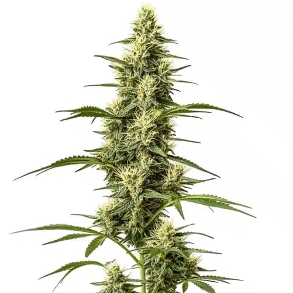 Skywalker Fast Version cannabis seeds from Blimburn Seeds